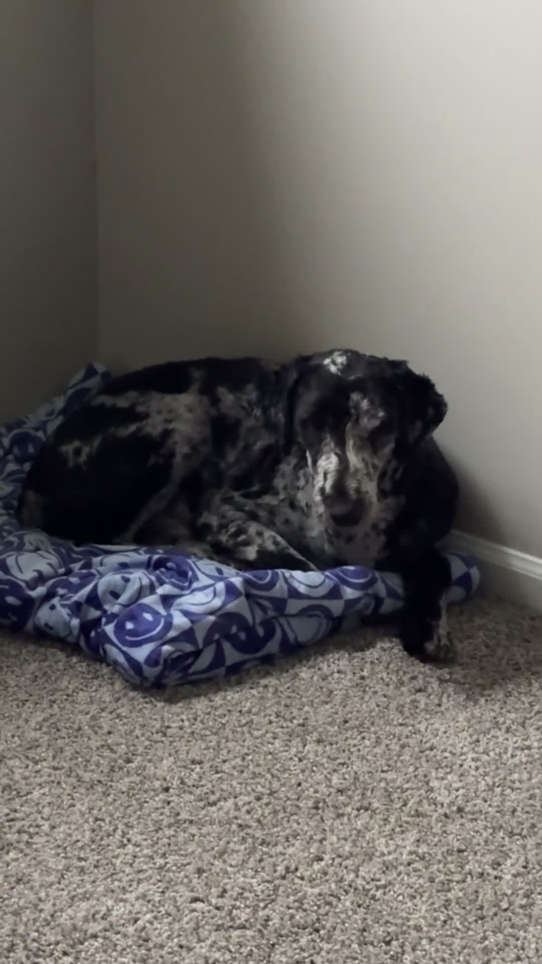Aussiedoodle dogs for sale: Aussiedoodle Puppy 1 - Video 1