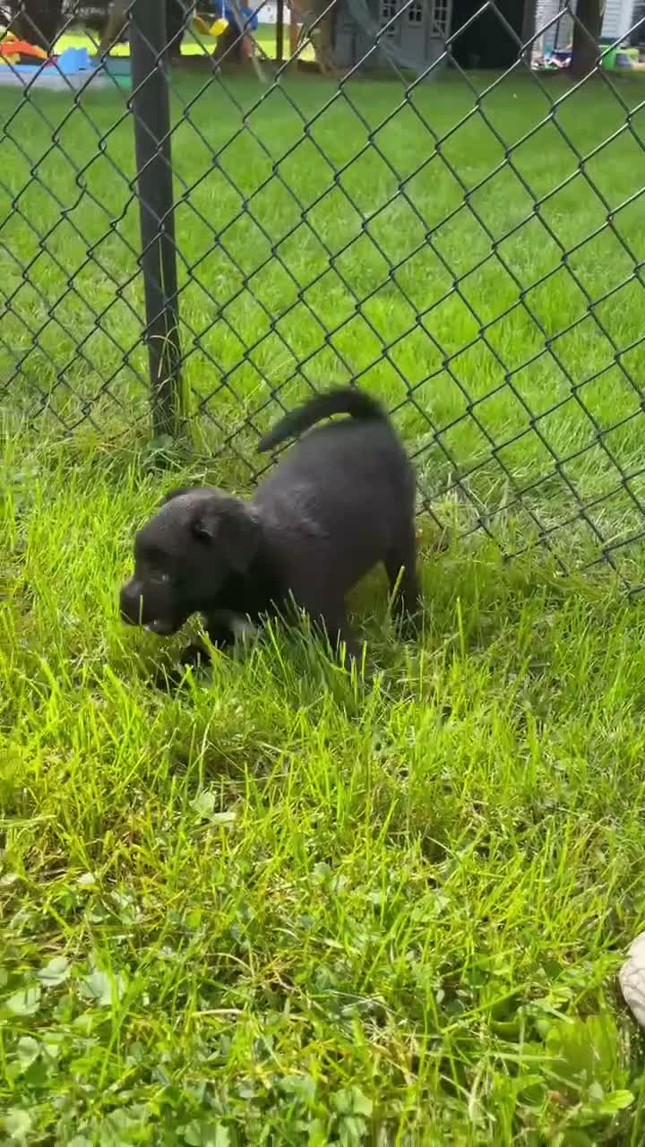 Mixed Breed dogs for sale: Mj - Video 1