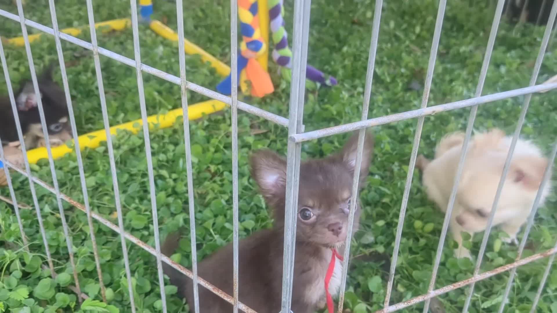 Chihuahua dogs for sale: Tiny Tcup Ruby LC - Video 3