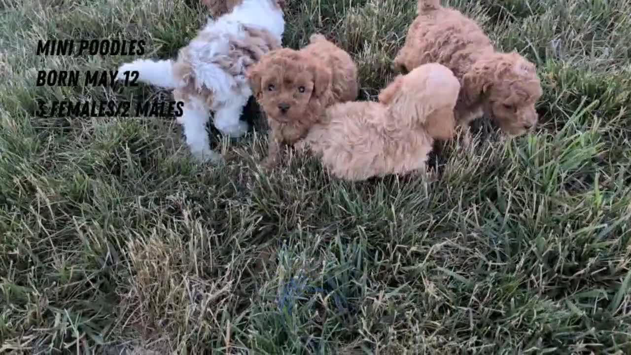Miniature Poodle dogs for sale: Hazel - Video 2