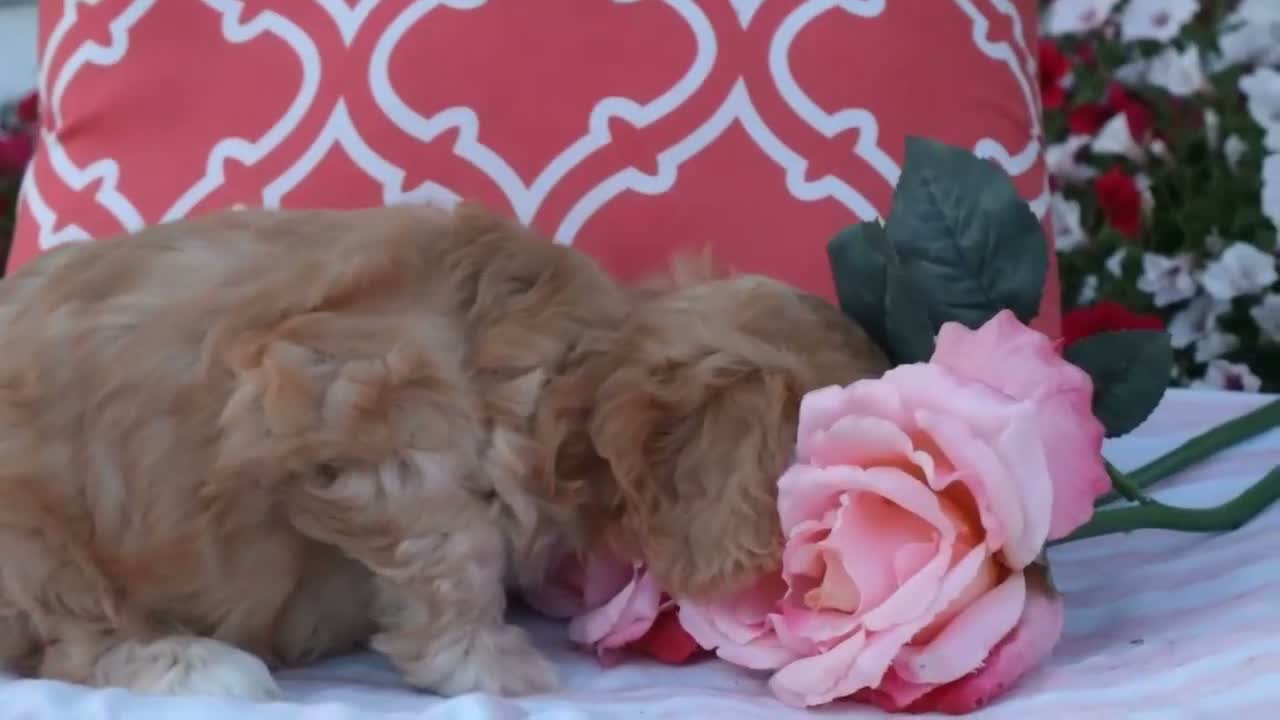 Cavapoo dogs for sale: Hadley - Video 1