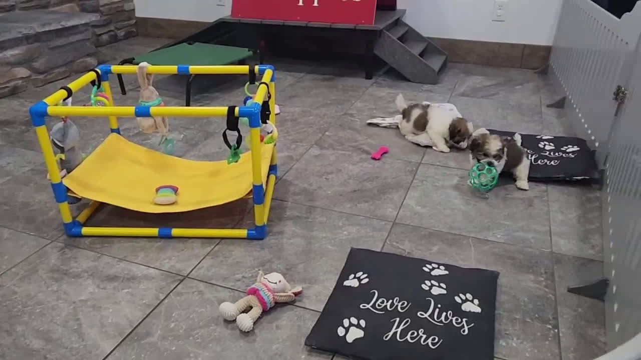 Havanese dogs for sale: WATSON - Video 7