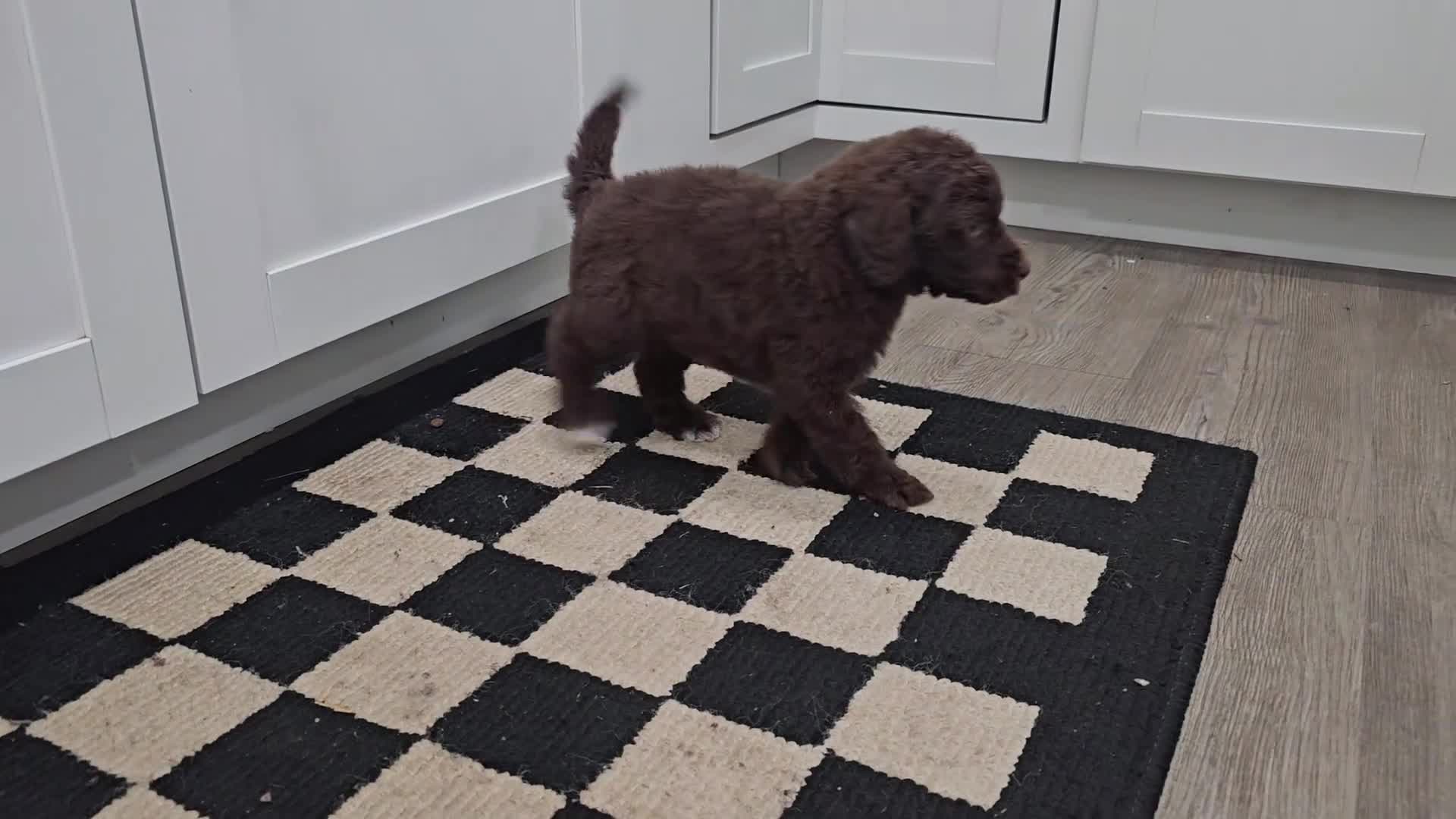 Standard Poodle dogs for sale: Michael Scott - Video 1