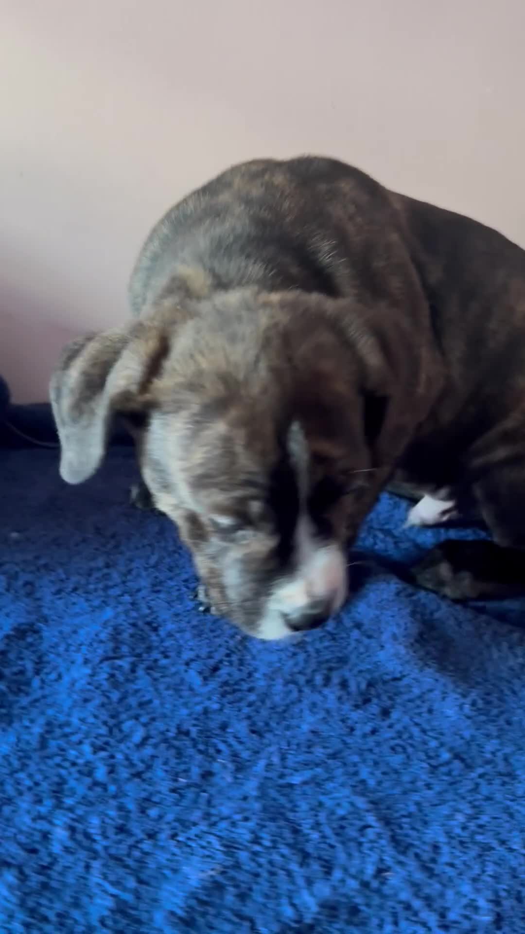 Mixed Breed dogs for sale: Blu - Video 1