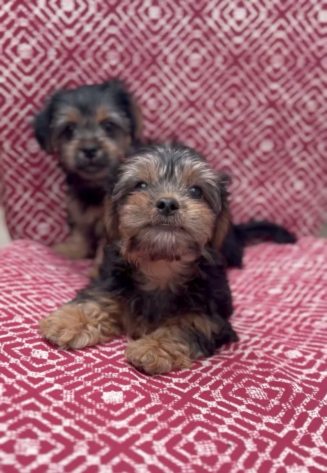 Shorkie dogs for sale: Boy - Video 1