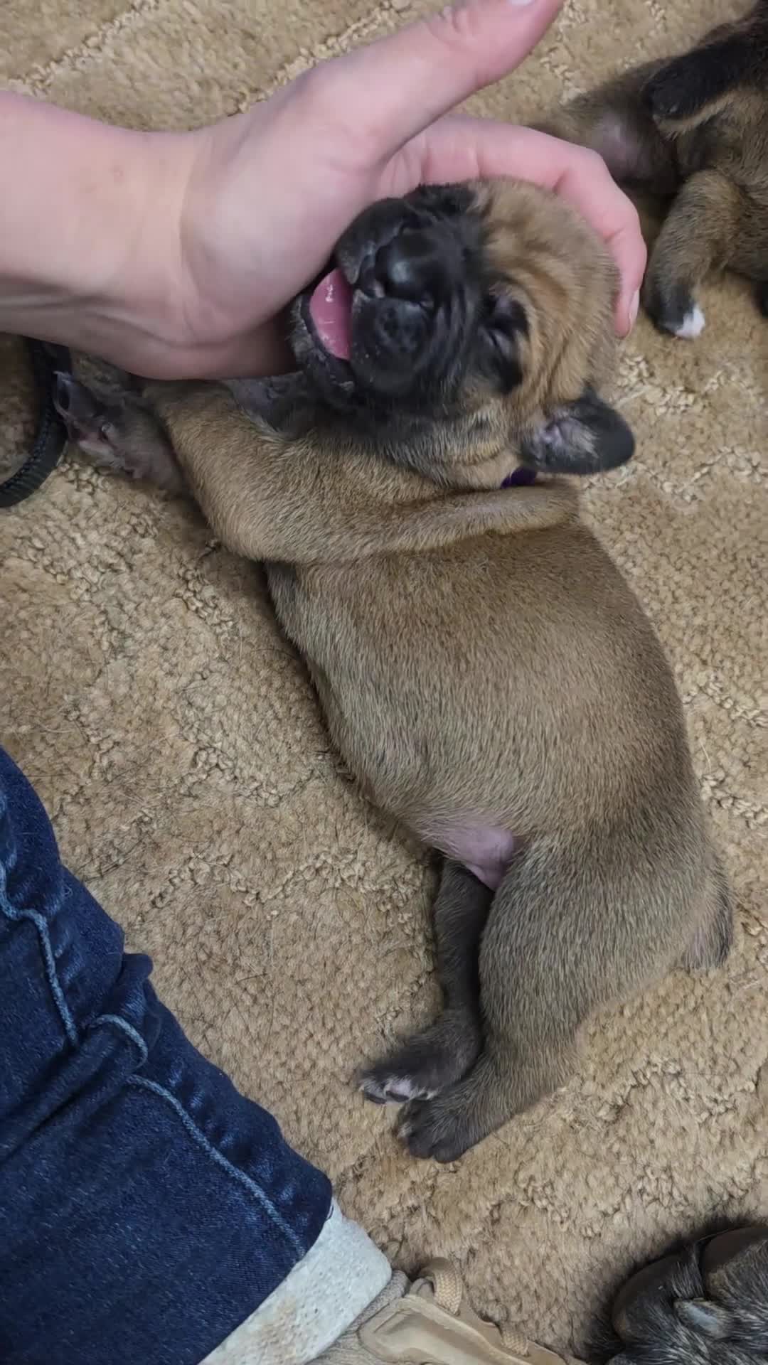 Cane Corso dogs for sale: Cane Corso Puppy 6 - Video 1