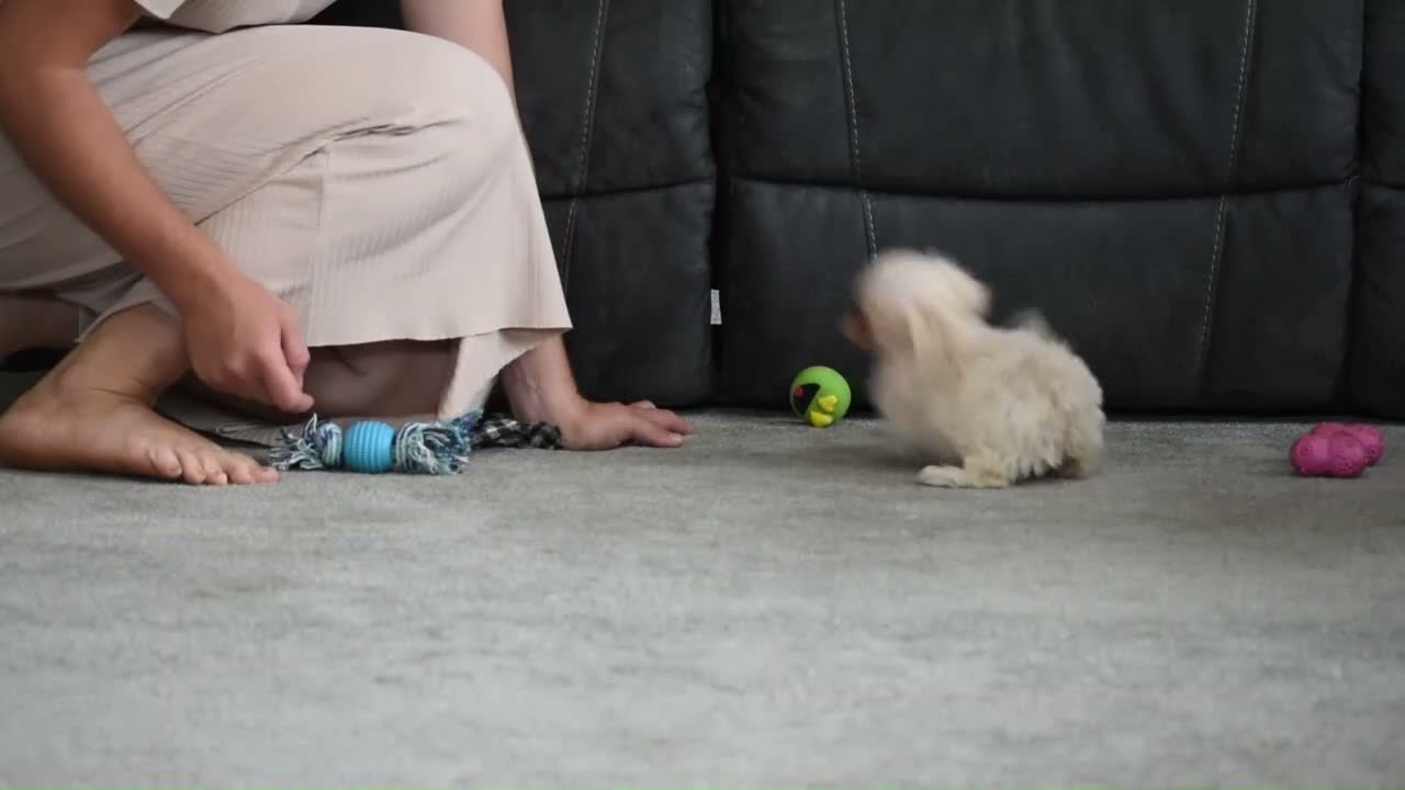 Maltipoo dogs for sale: Pippi - Video 1