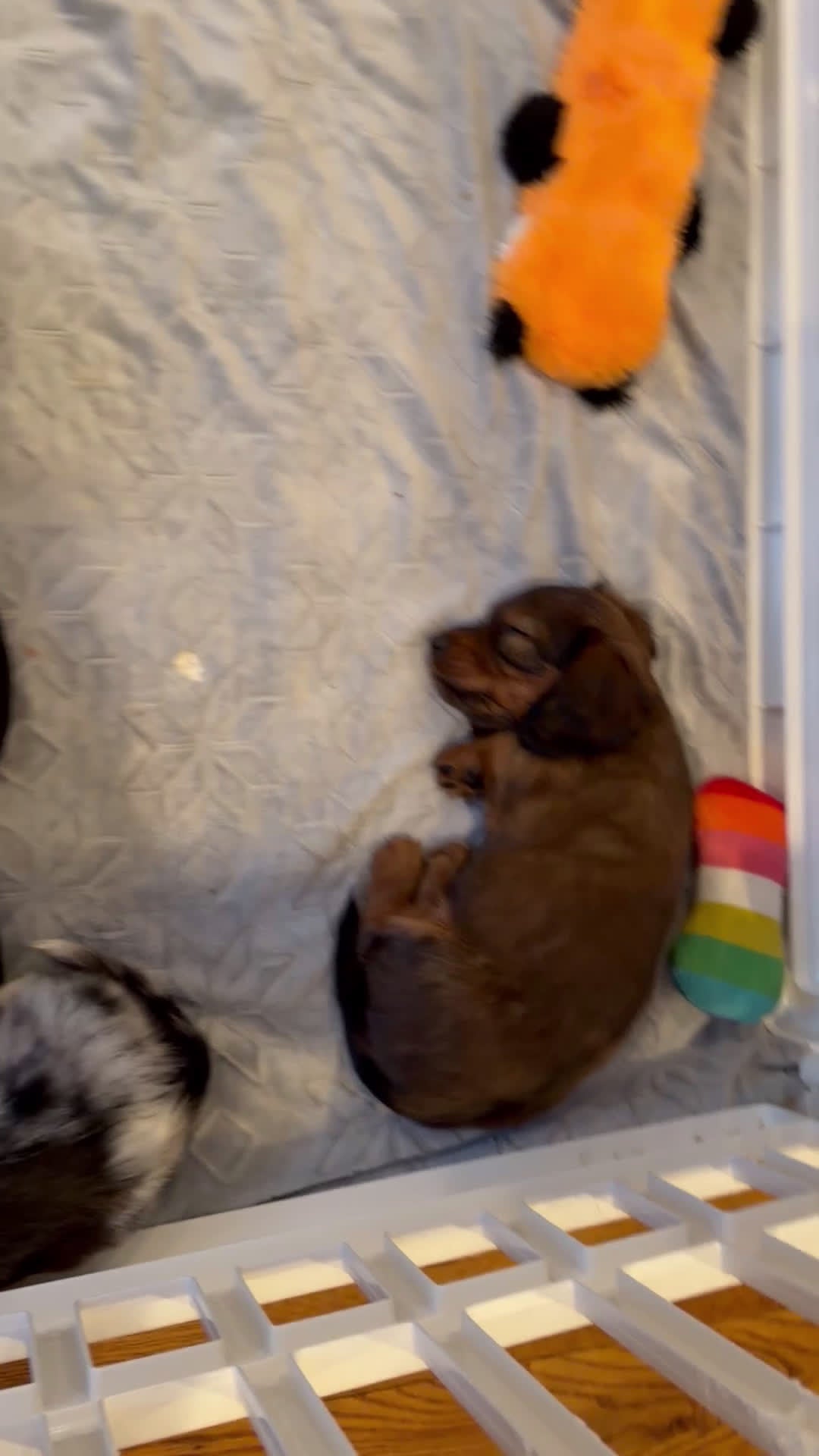 Miniature Dachshund dogs for sale: Nimbus - Video 2