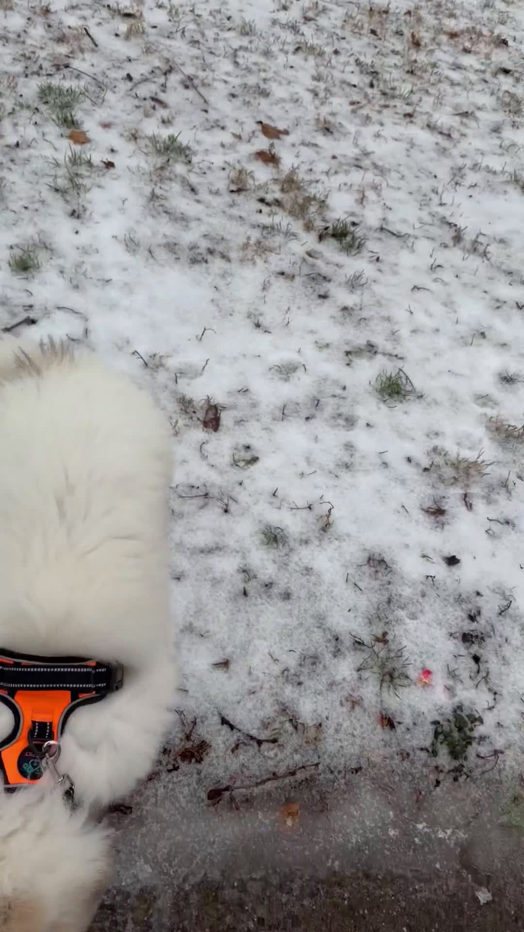 Great Pyrenees dogs for sale: Ravvy - Video 2