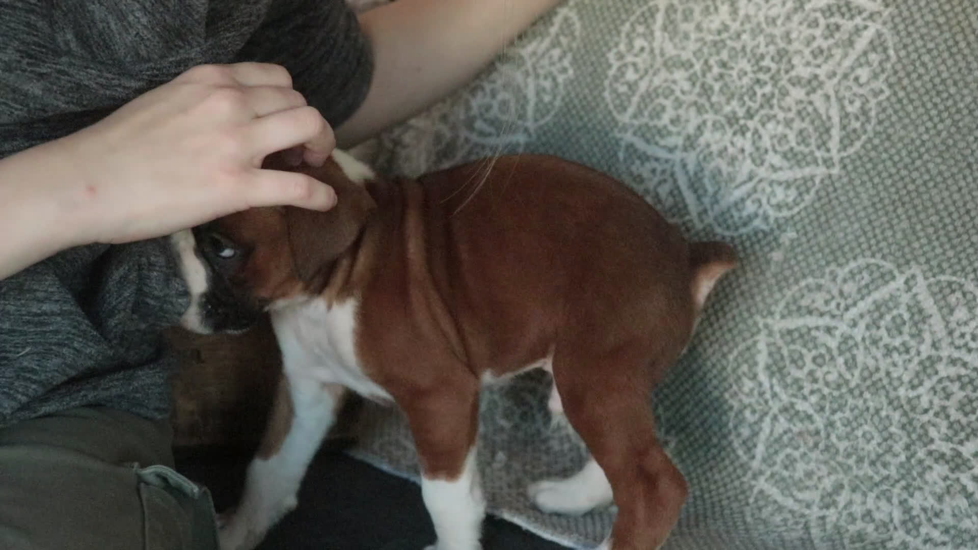 Boxer dogs for sale: Fred - Video 2