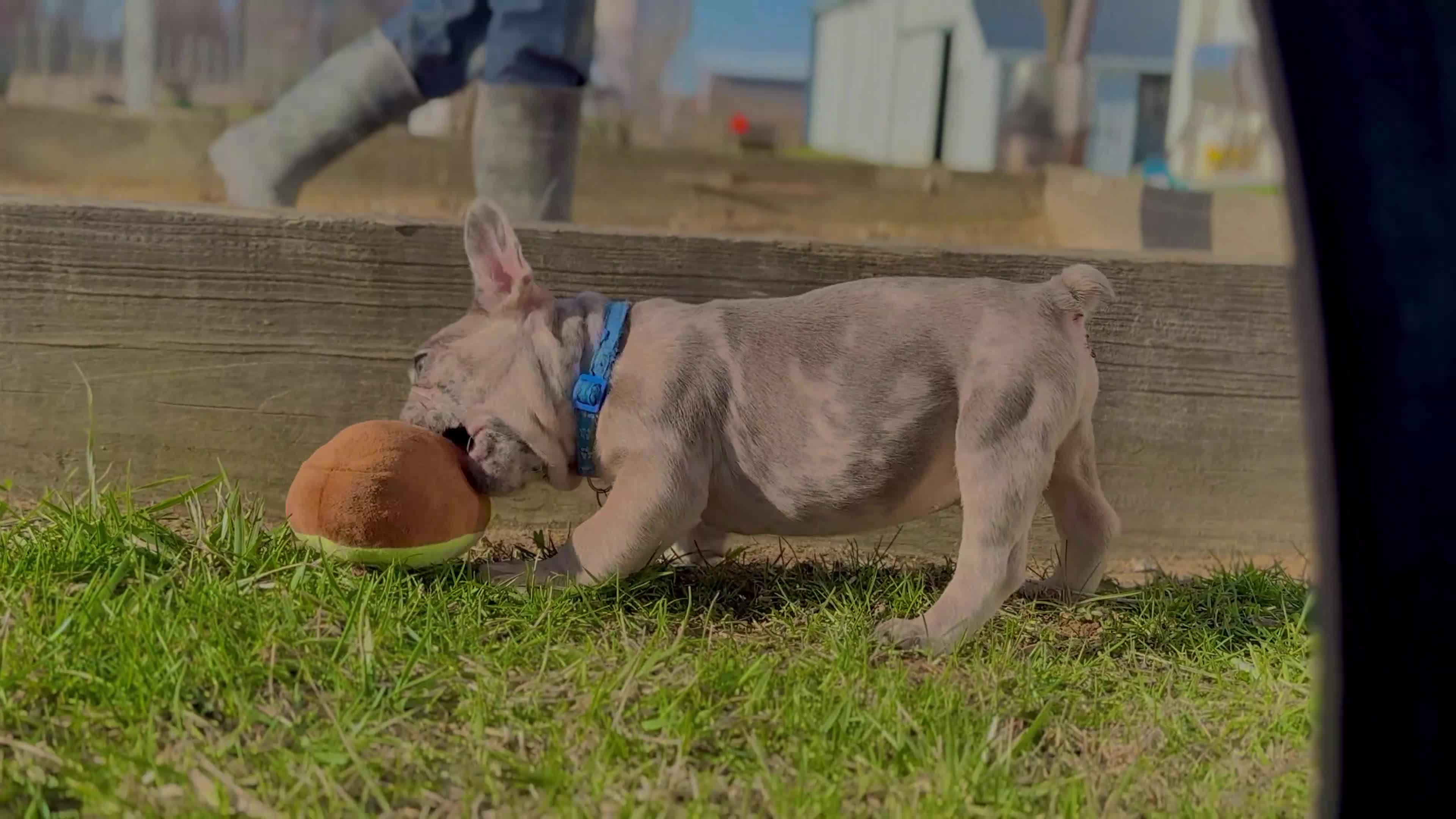 French Bulldog dogs for sale: Quincy “Blue” Collar, Male - Video 2