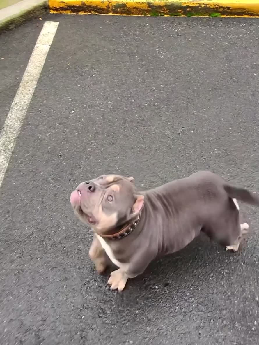 American Bully dogs for sale: Beautiful Tri-Color Adult Female American Bully - Video 2