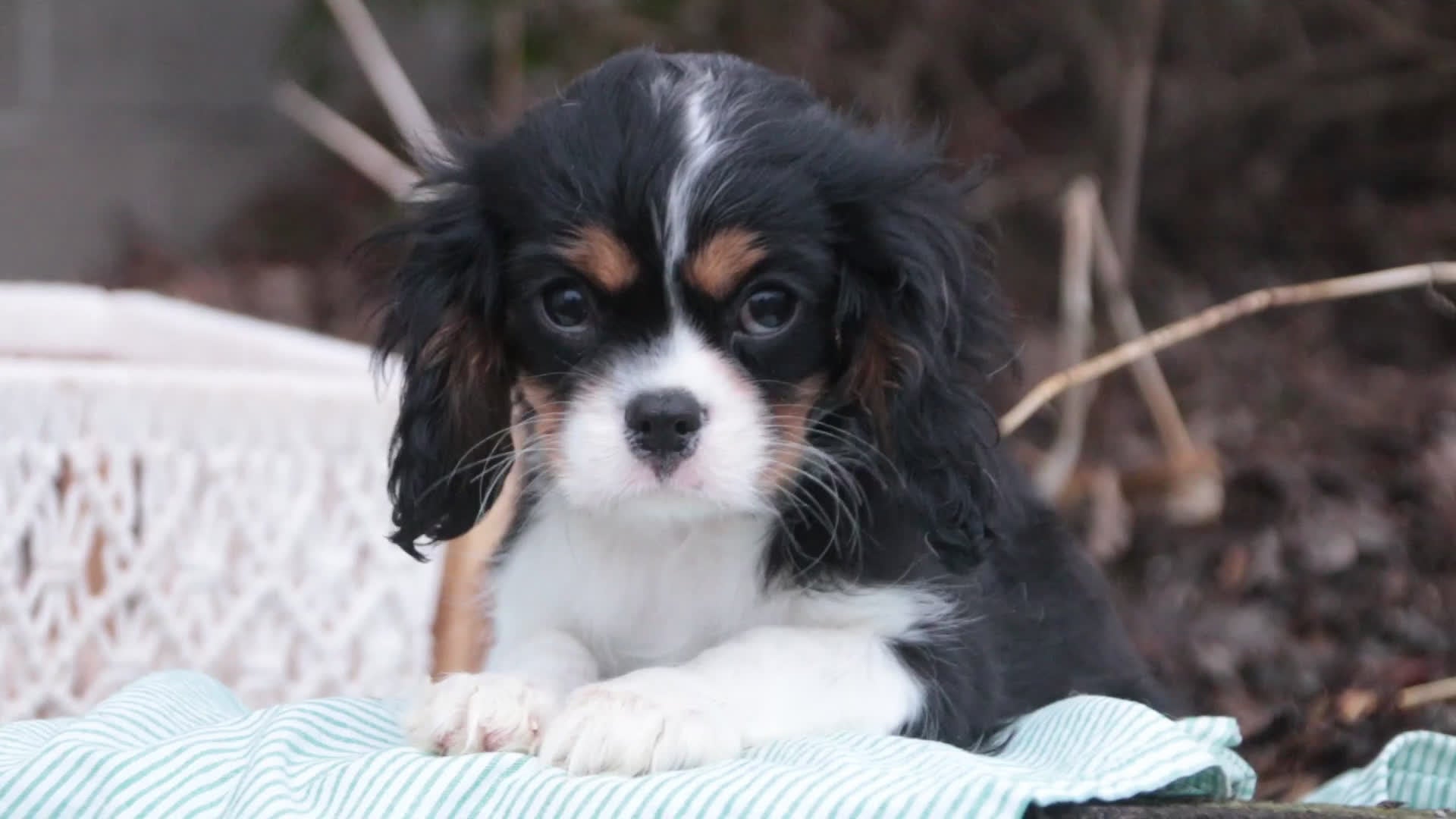 Cavalier King Charles Spaniel dogs for sale: Charlie - Video 1