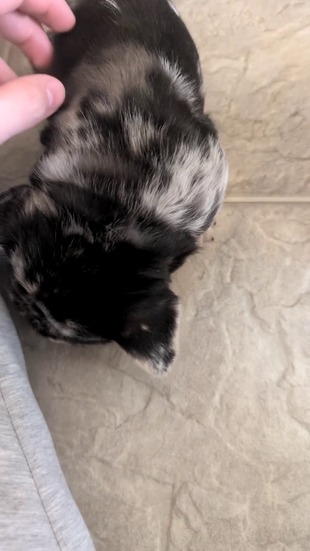 French Bulldog dogs for sale: Rocco - Video 1