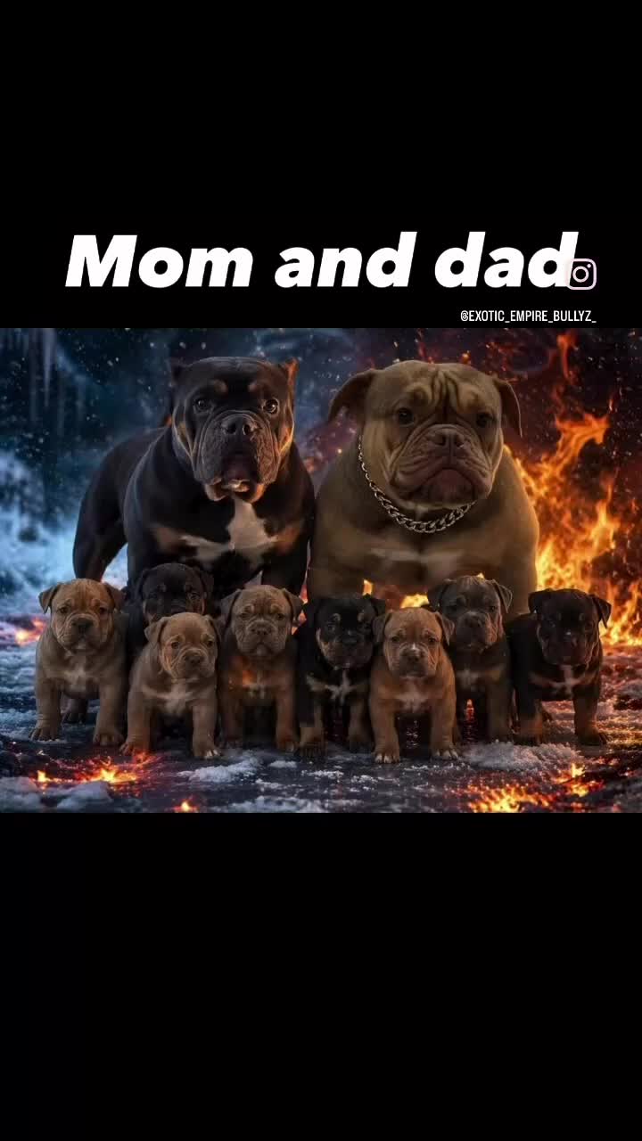 American Bully dogs for sale: Nino Brown - Video 1