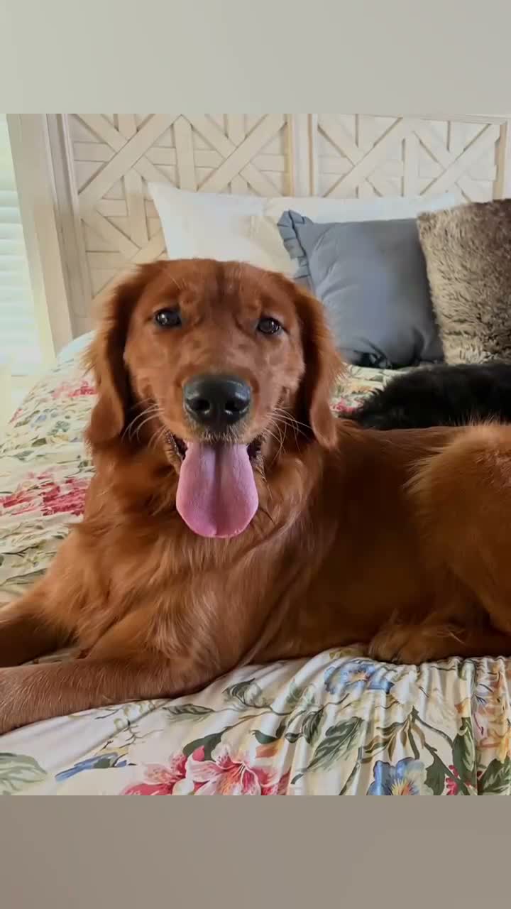 Golden Shepherd dogs for sale: BIG BOY PINK - Video 1
