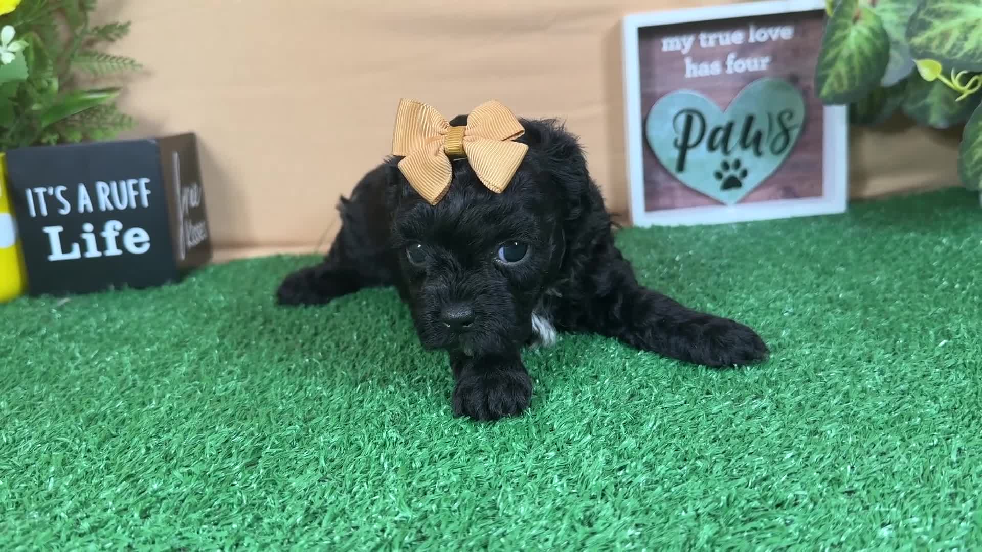 Shihpoo dogs for sale: Shihpoo 2 - Video 1