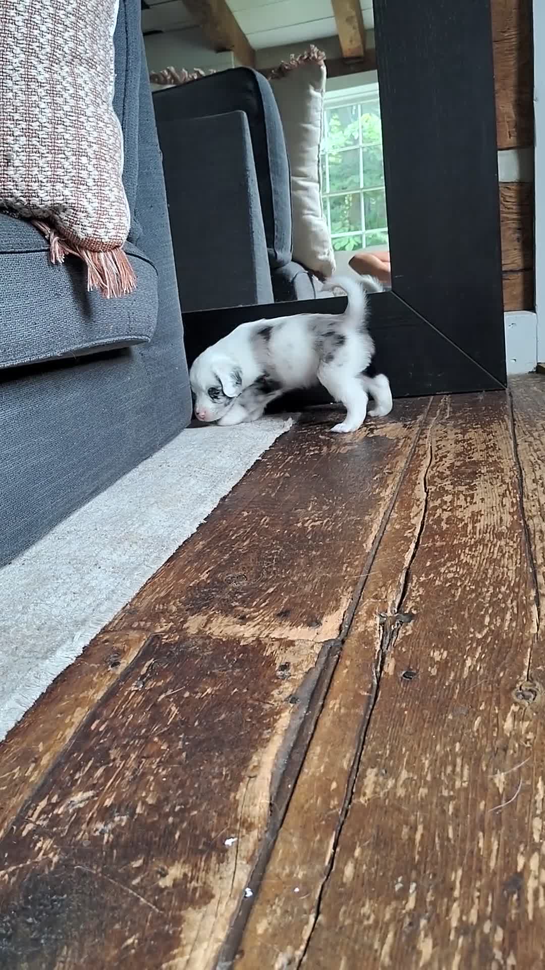 Australian Shepherd dogs for sale: Mash/male Australian Shepherd  - Video 1