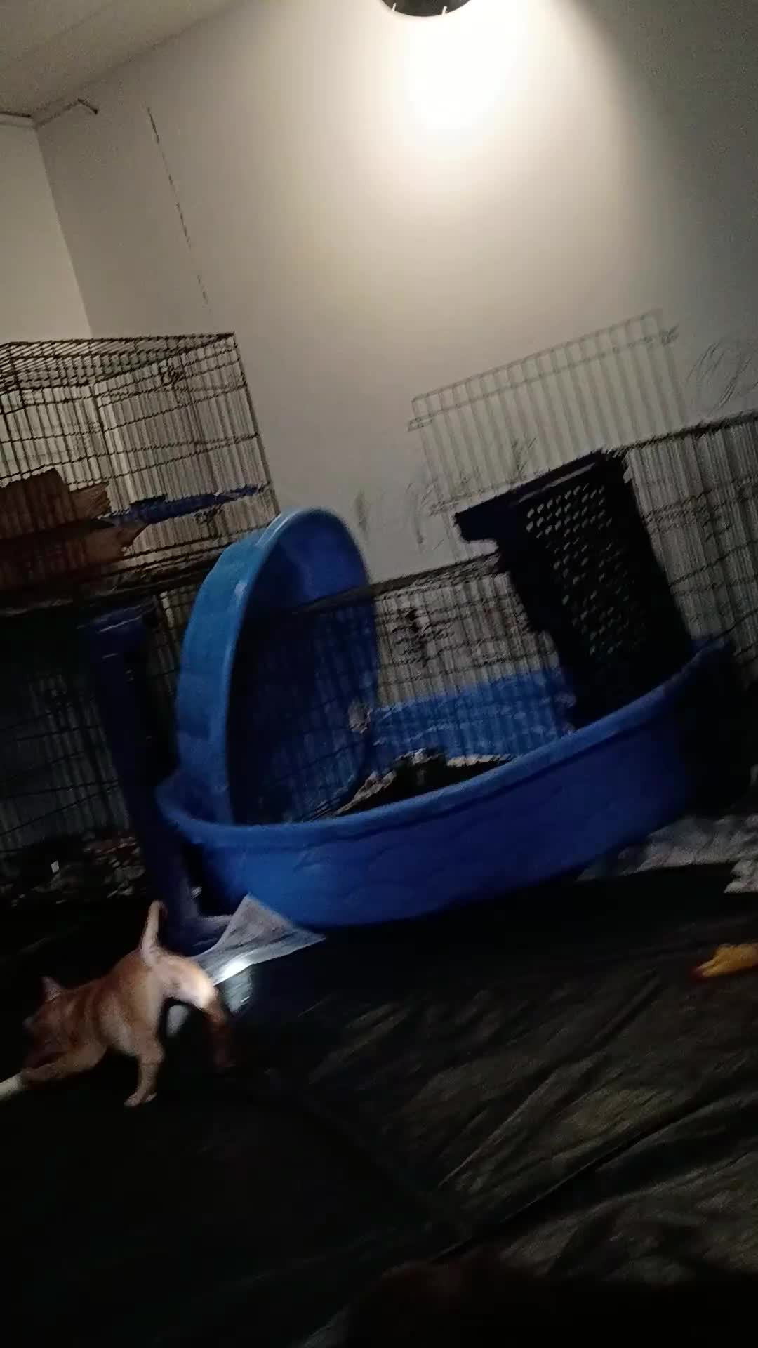 American Bully dogs for sale: American Bully Puppy 4 - Video 2