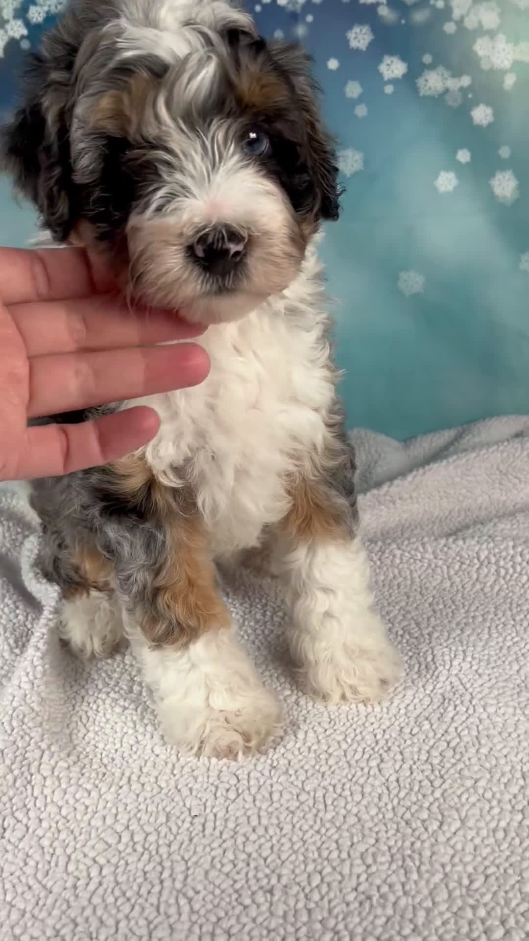 Mini Bernedoodle dogs for sale: Crew - Video 1