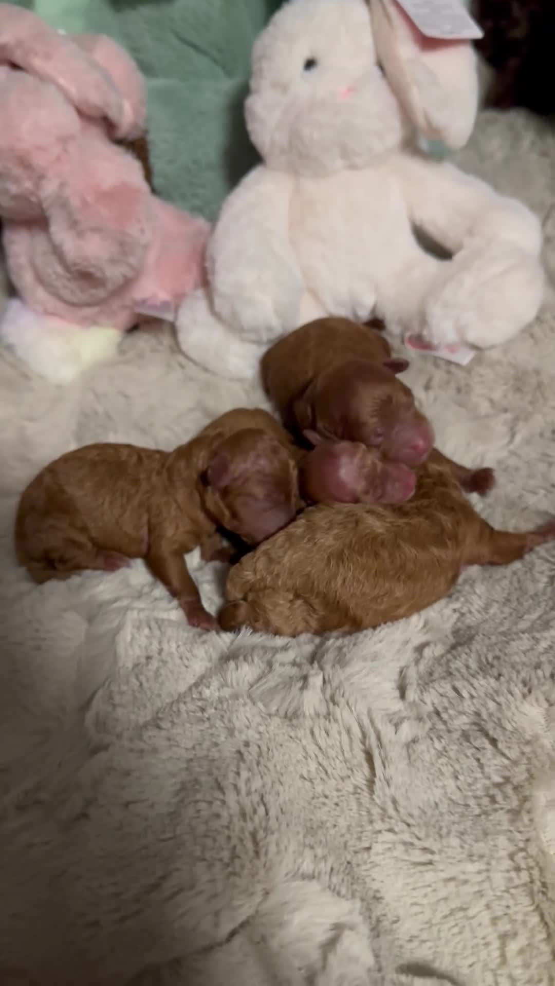 Toy Poodle dogs for sale: clover - Video 2