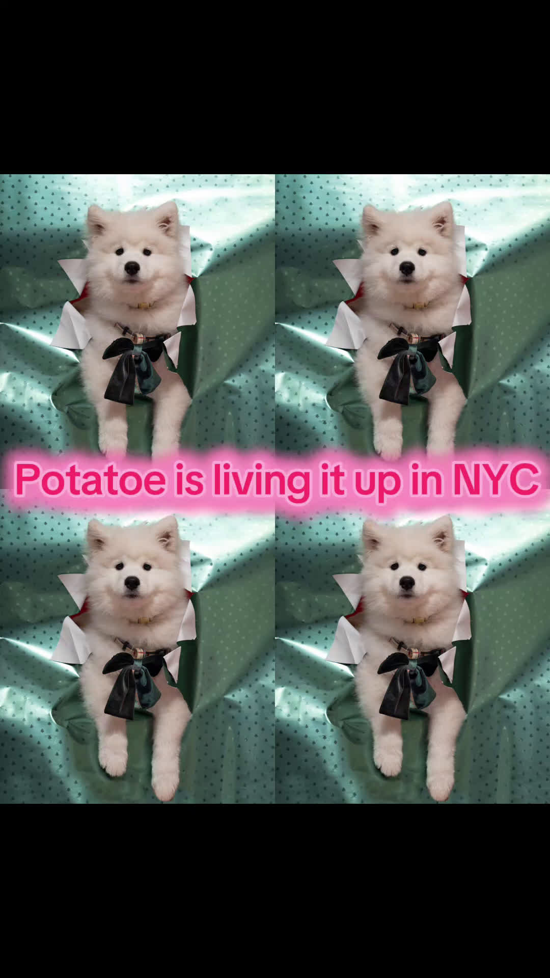 Samoyed dogs for sale: Rainbow - Video 4