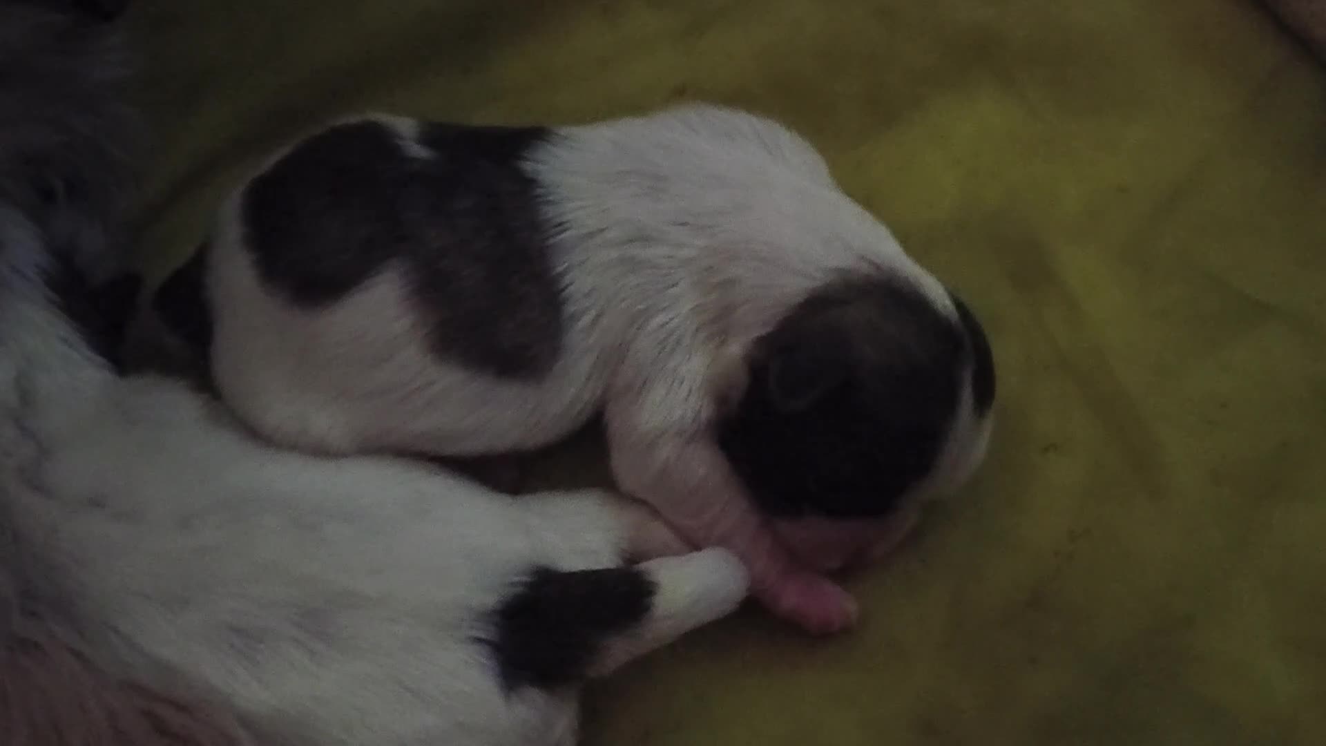 Shih Tzu dogs for sale: Shih Tzu Puppy 2 'Hope' - Video 1
