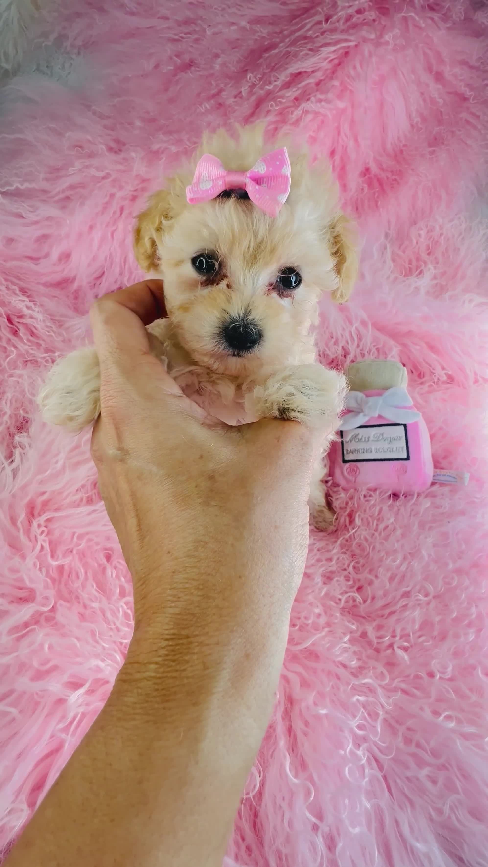 Toy Poodle dogs for sale: Teacup Poodle Puppy 1 - Video 1