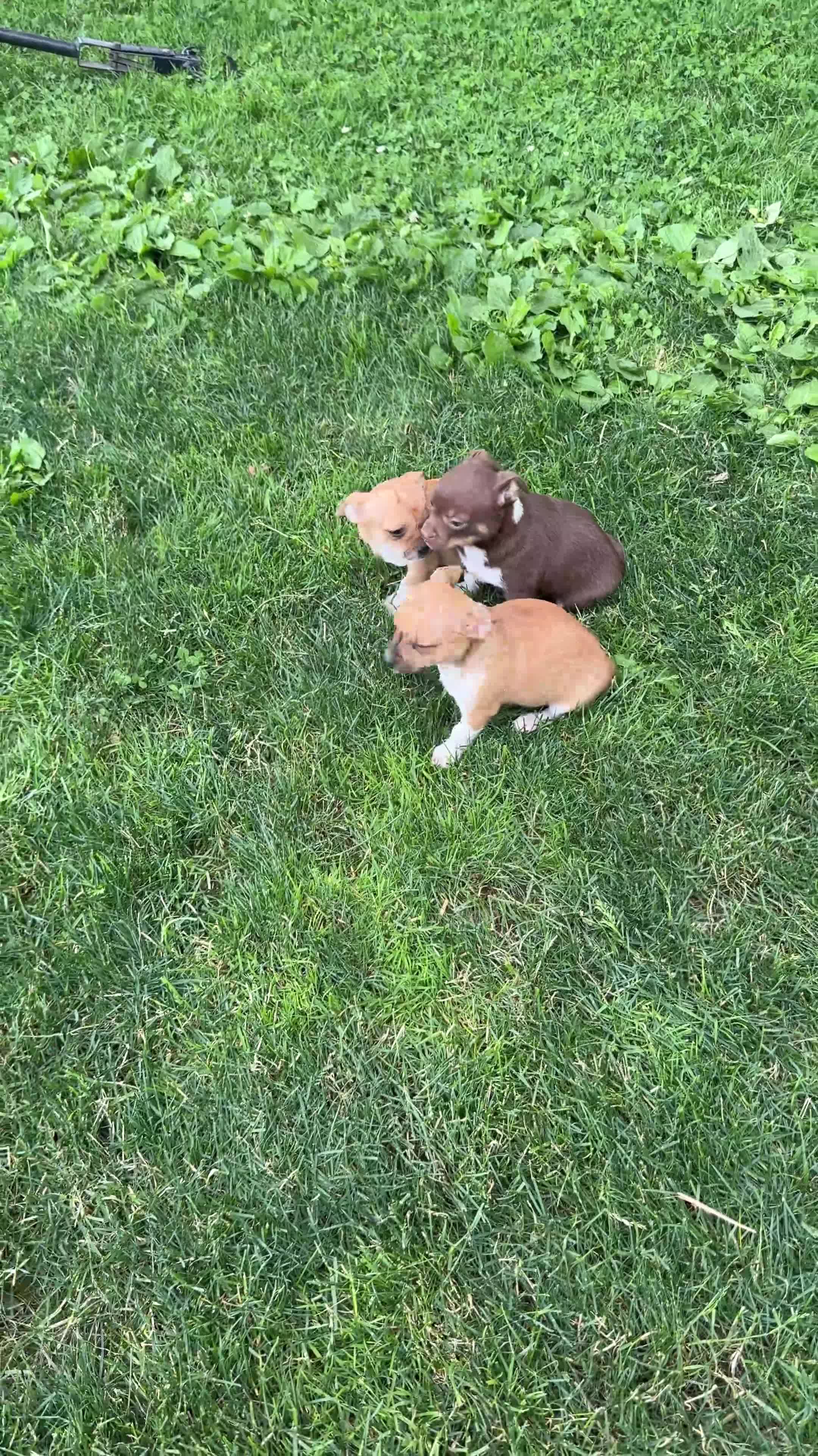 Chihuahua dogs for sale: Peter - Video 1