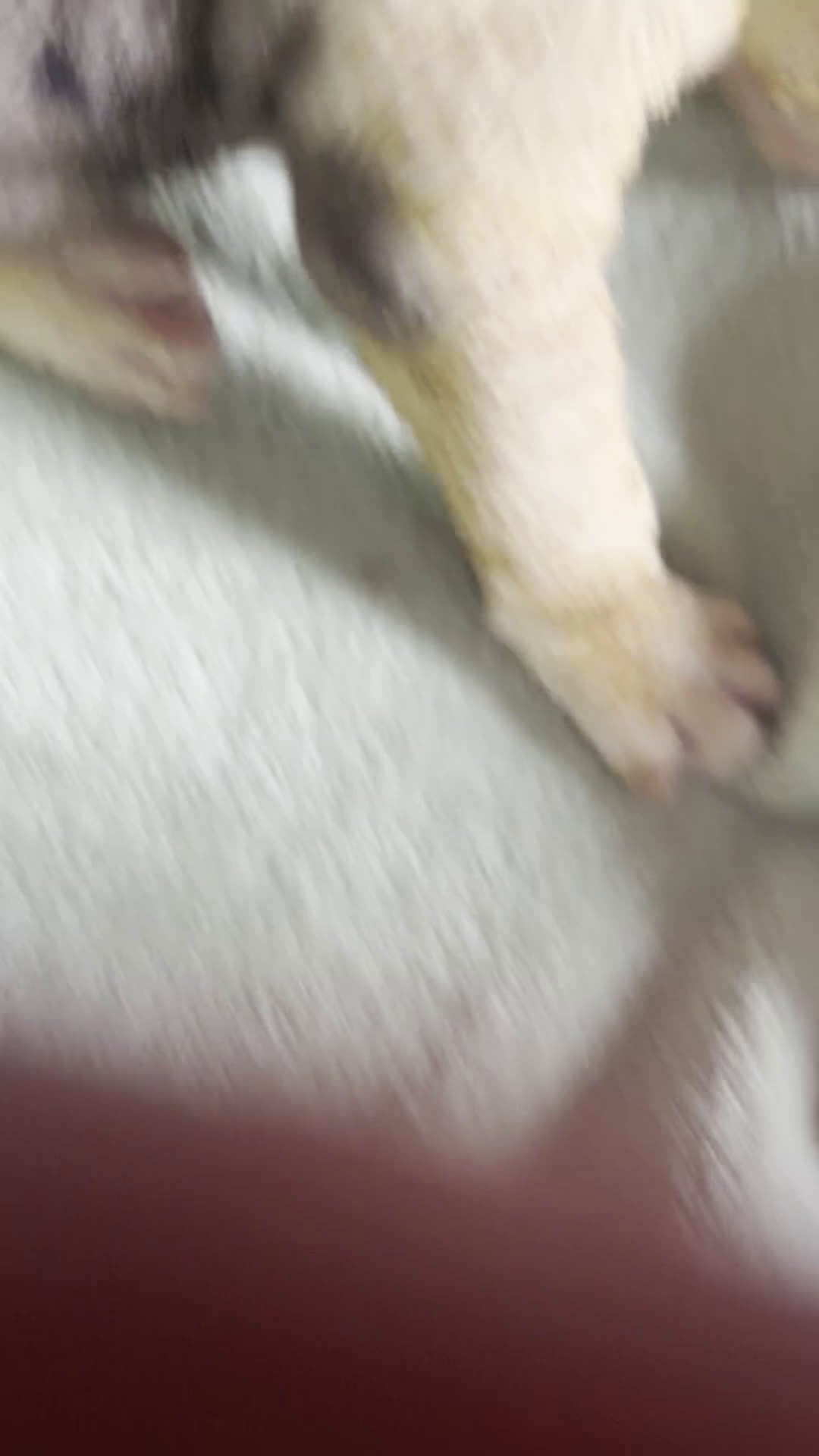 Mixed Breed dogs for sale: Bonita - Video 1