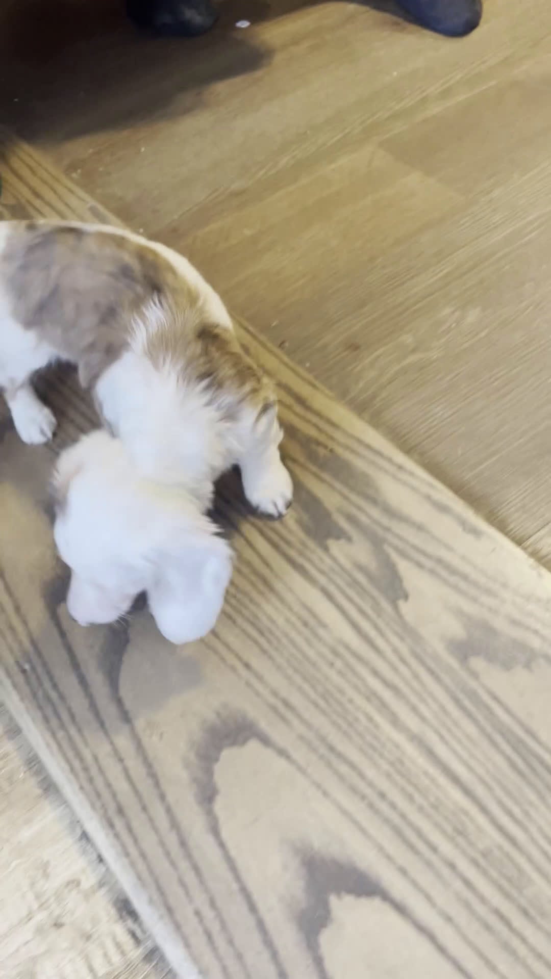 Miniature Dachshund dogs for sale: Lucky Charms - Video 1