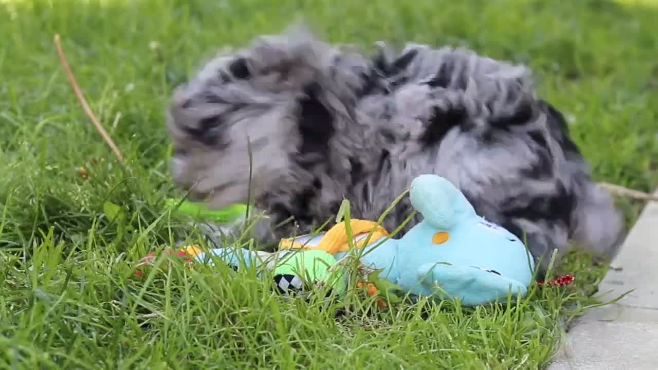 Miniature Poodle dogs for sale: Lexi - Video 3