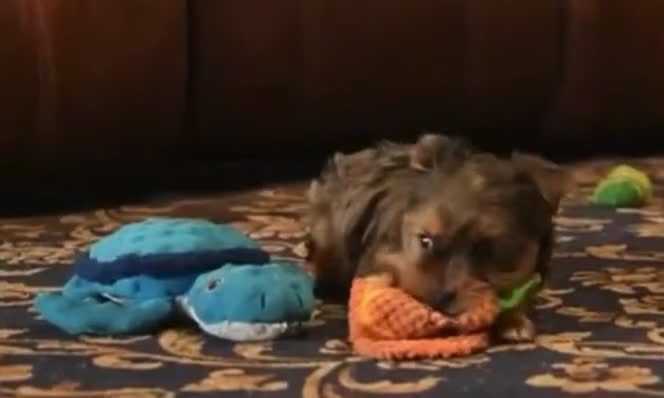 Yorkshire Terrier dogs for sale: Blueberry  - Video 1