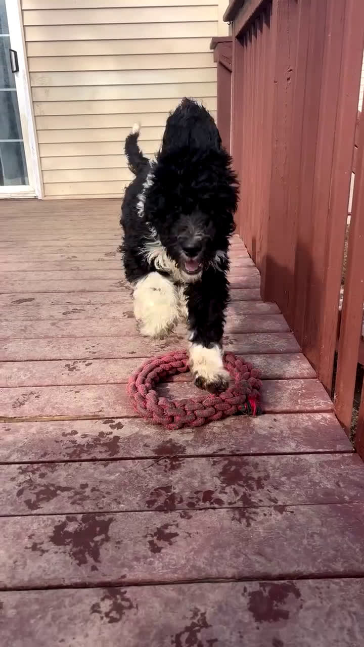 Mixed Breed dogs for sale: String - Video 1