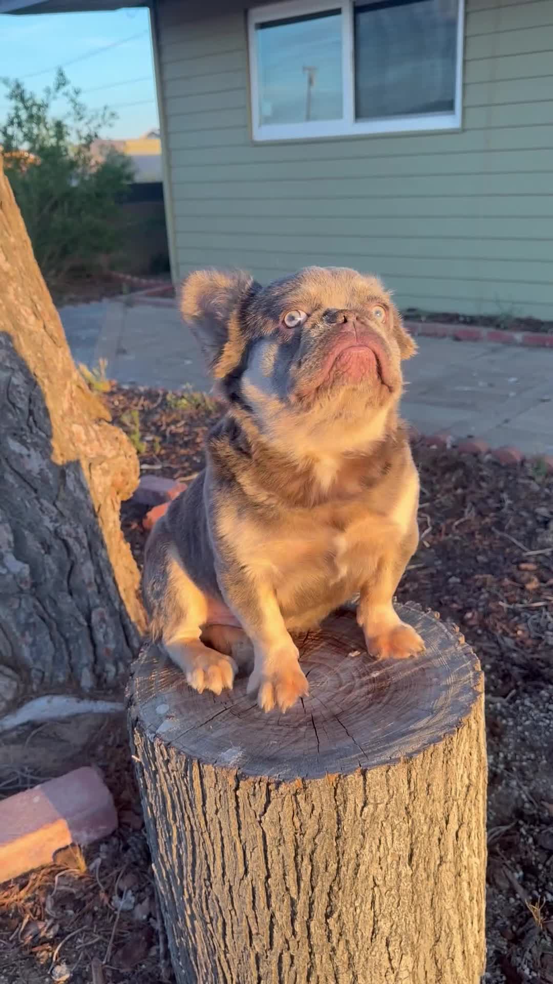 French Bulldog dogs for sale:  Rocky 🩶 Rare Lilac Tan Fluffy in LA, CA - USA DELIVERY OPTIONS! - Video 2