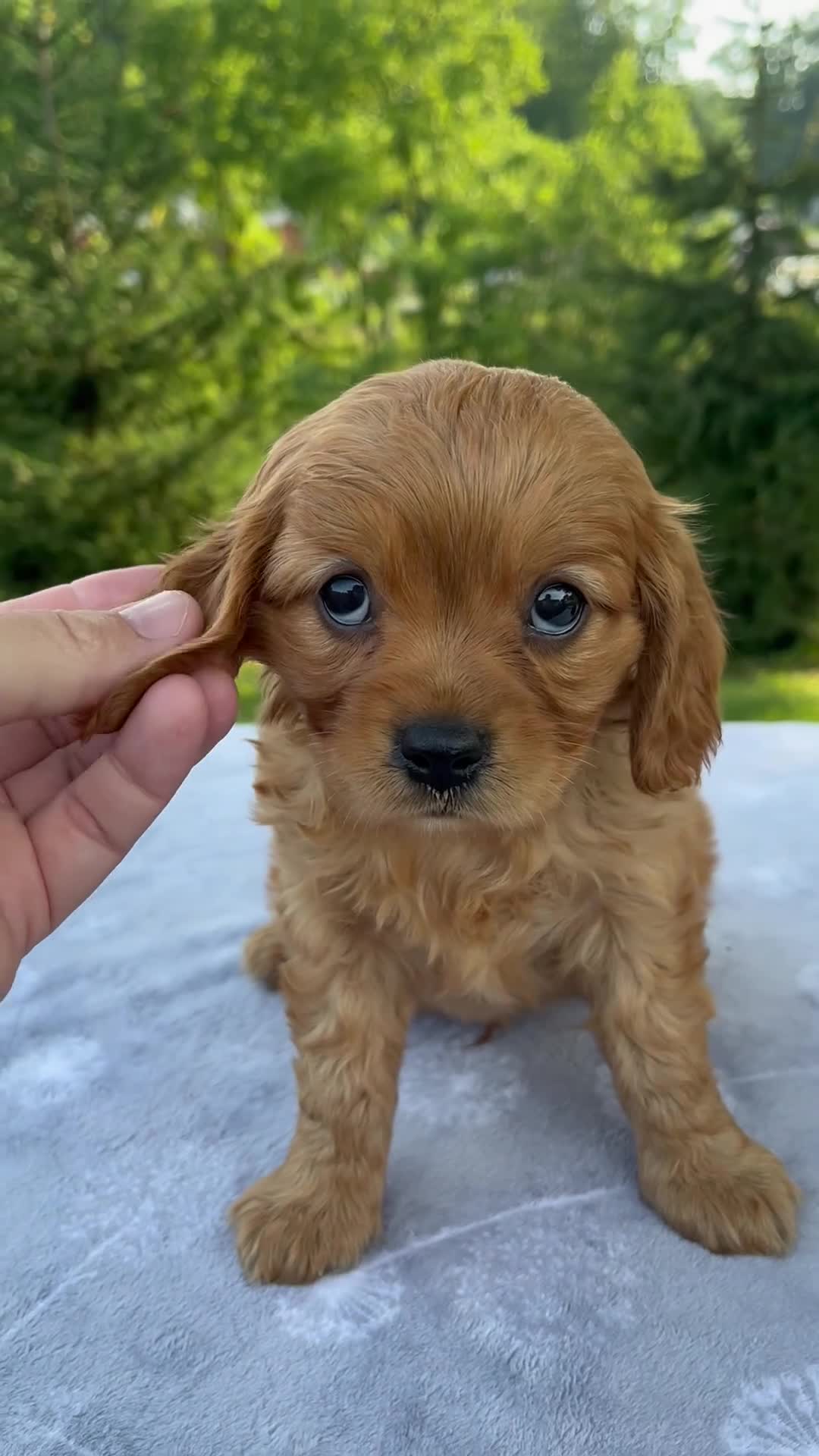 Mixed Breed dogs for sale: Remington - Video 1
