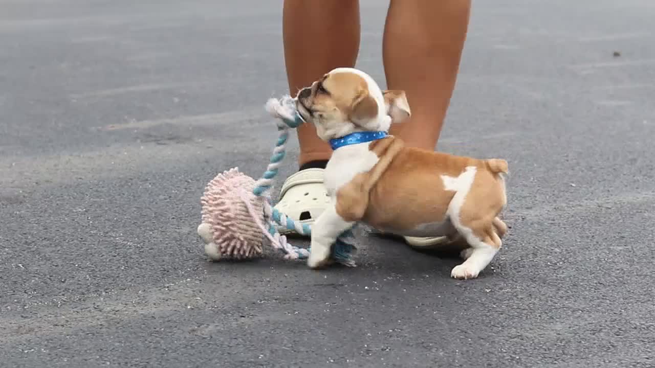 Beabull dogs for sale: Otis - Video 1
