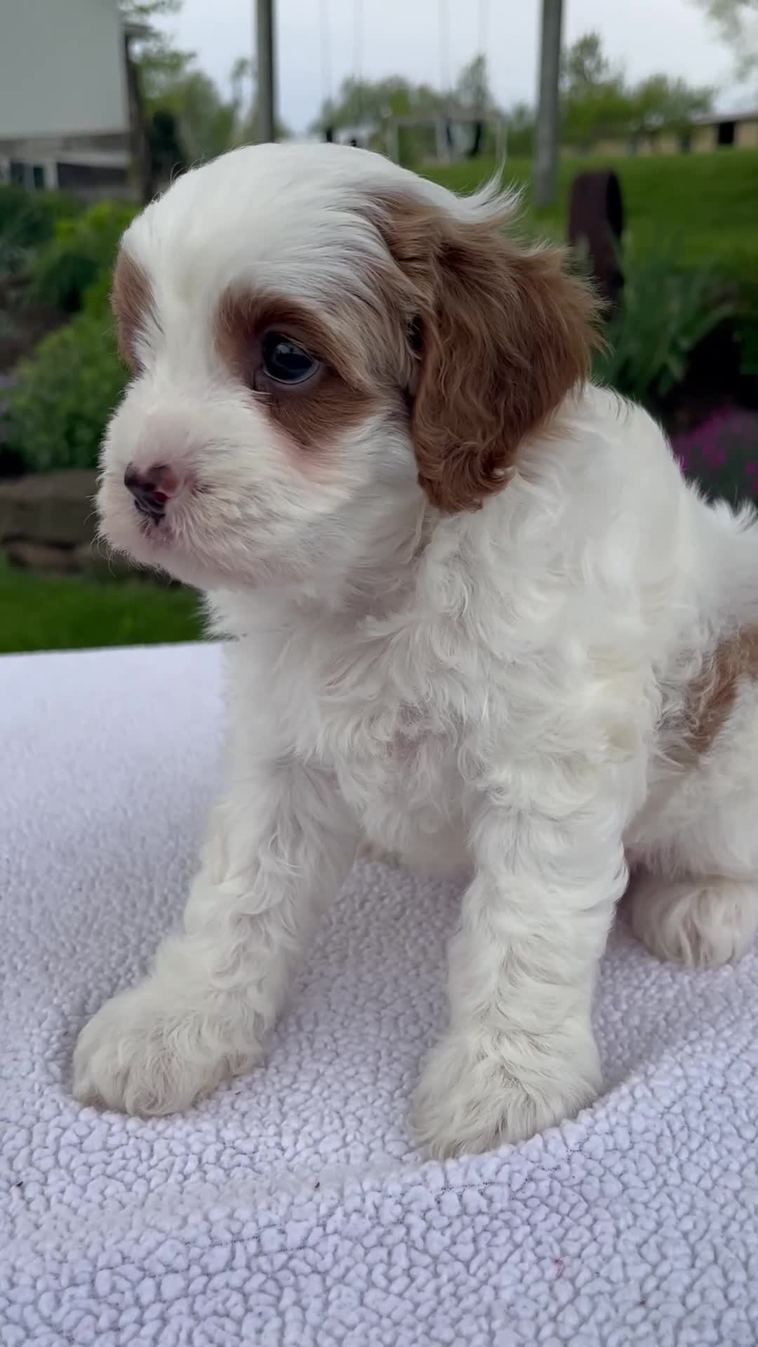Cavapoo dogs for sale: Jack - Video 1