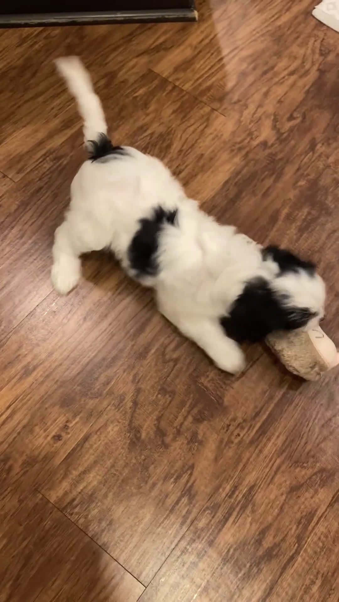 Cavapoo dogs for sale: Mocha  - Video 3