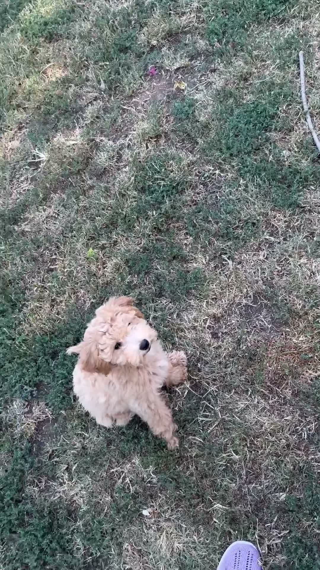 Mixed Breed dogs for sale: Kizzy  - Video 1