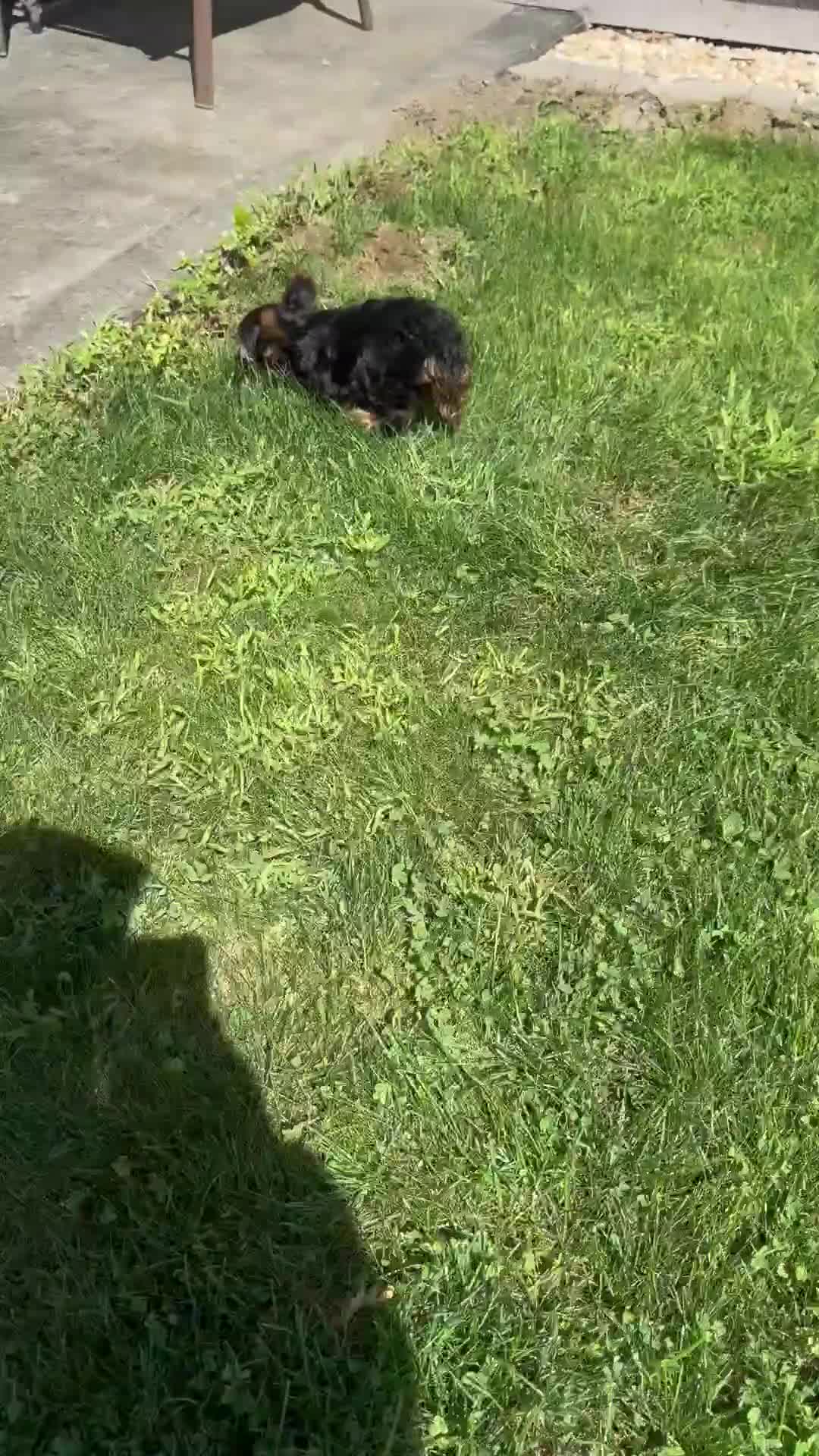 Yorkshire Terrier dogs for sale: Molly - Video 1
