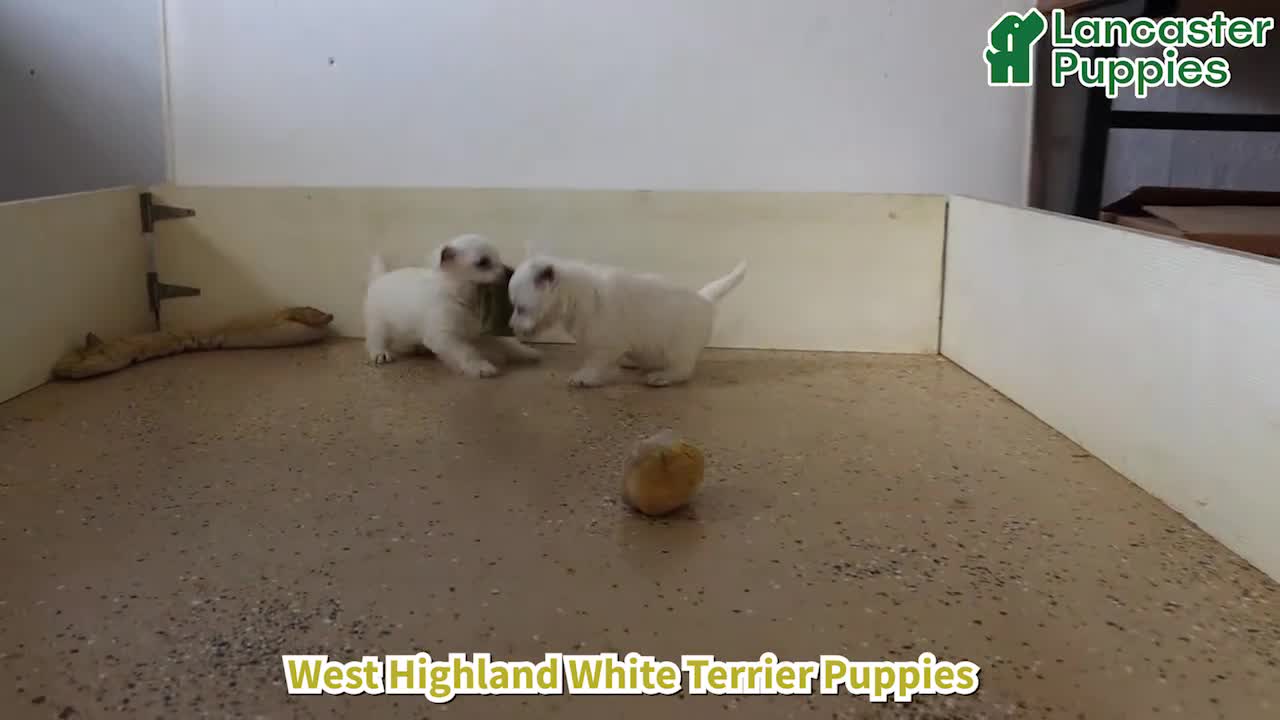 West Highland Terrier dogs for sale: Daisy - Video 1
