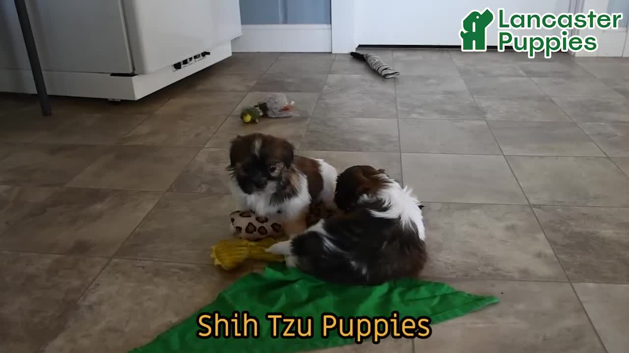 Shih Tzu dogs for sale: Alice - Video 1