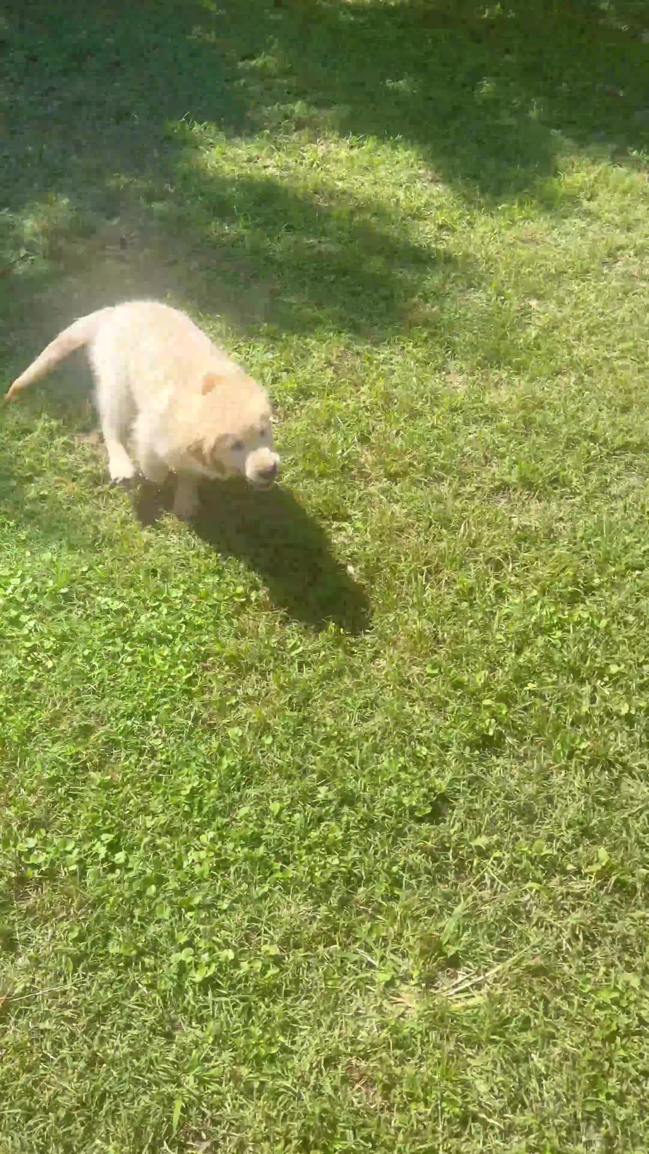 Golden Retriever dogs for sale: Golden Retriever Puppy 1 - Video 1