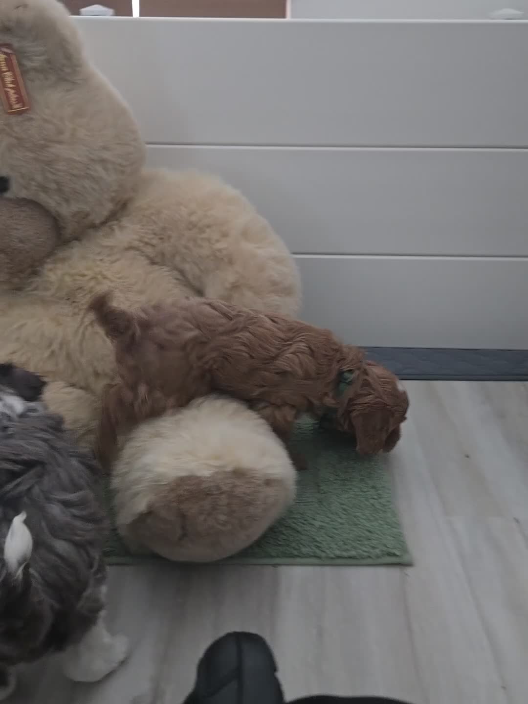 Cavapoo dogs for sale: Cavapoo Puppy 6,-  Kit Kat - Video 1