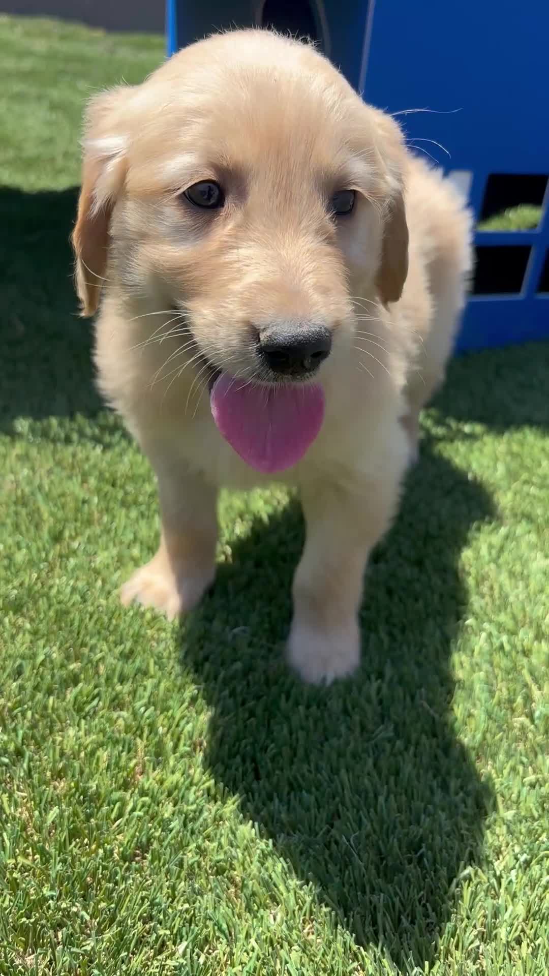 Golden Retriever dogs for sale:  Pilot - Video 1