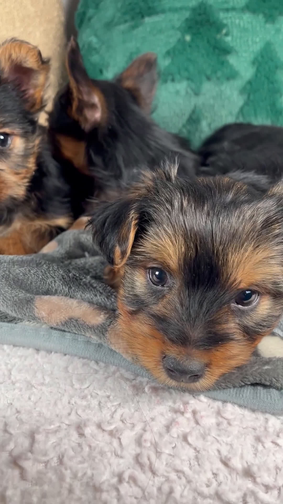 Yorkshire Terrier dogs for sale: Gabriel - Video 2