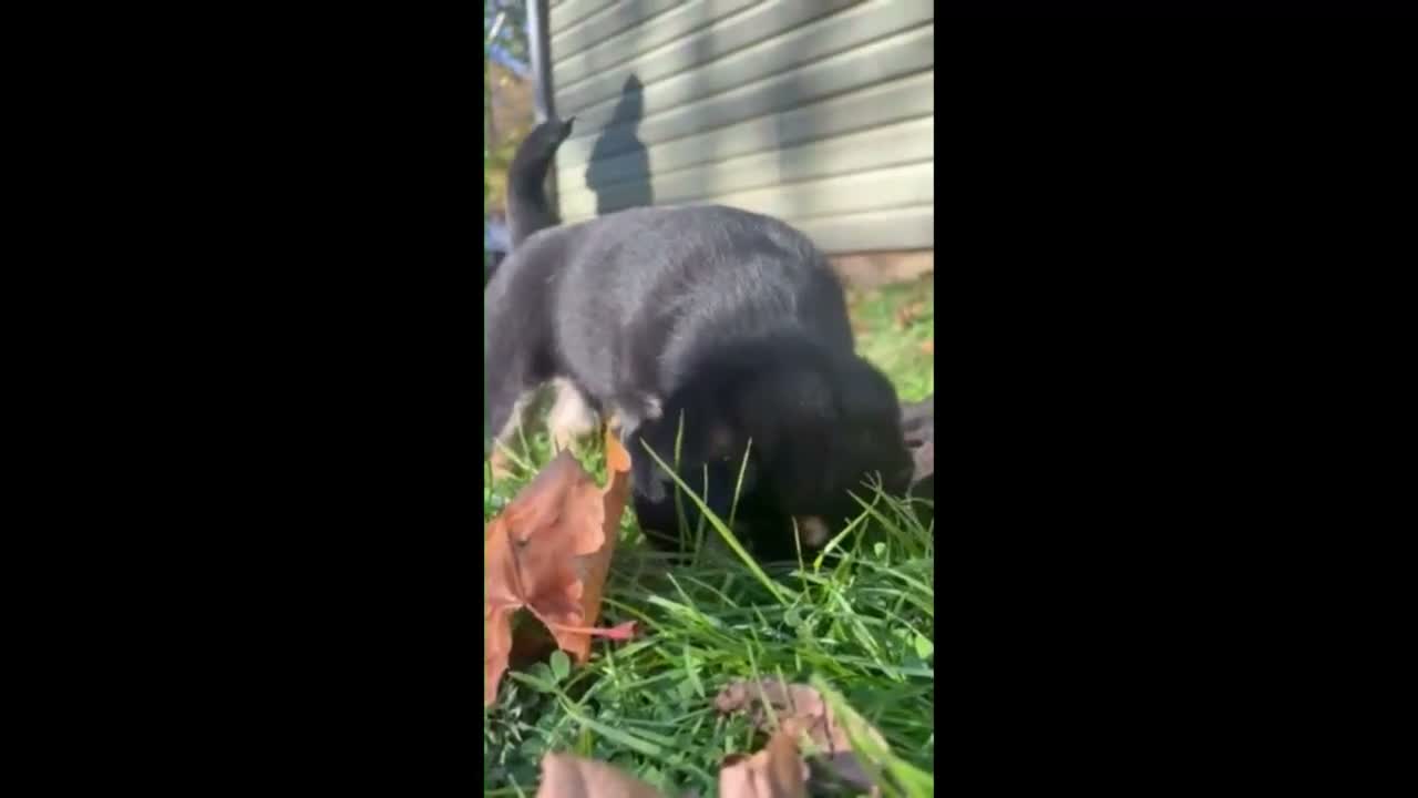 Mixed Breed dogs for sale: Knuckles - Video 1