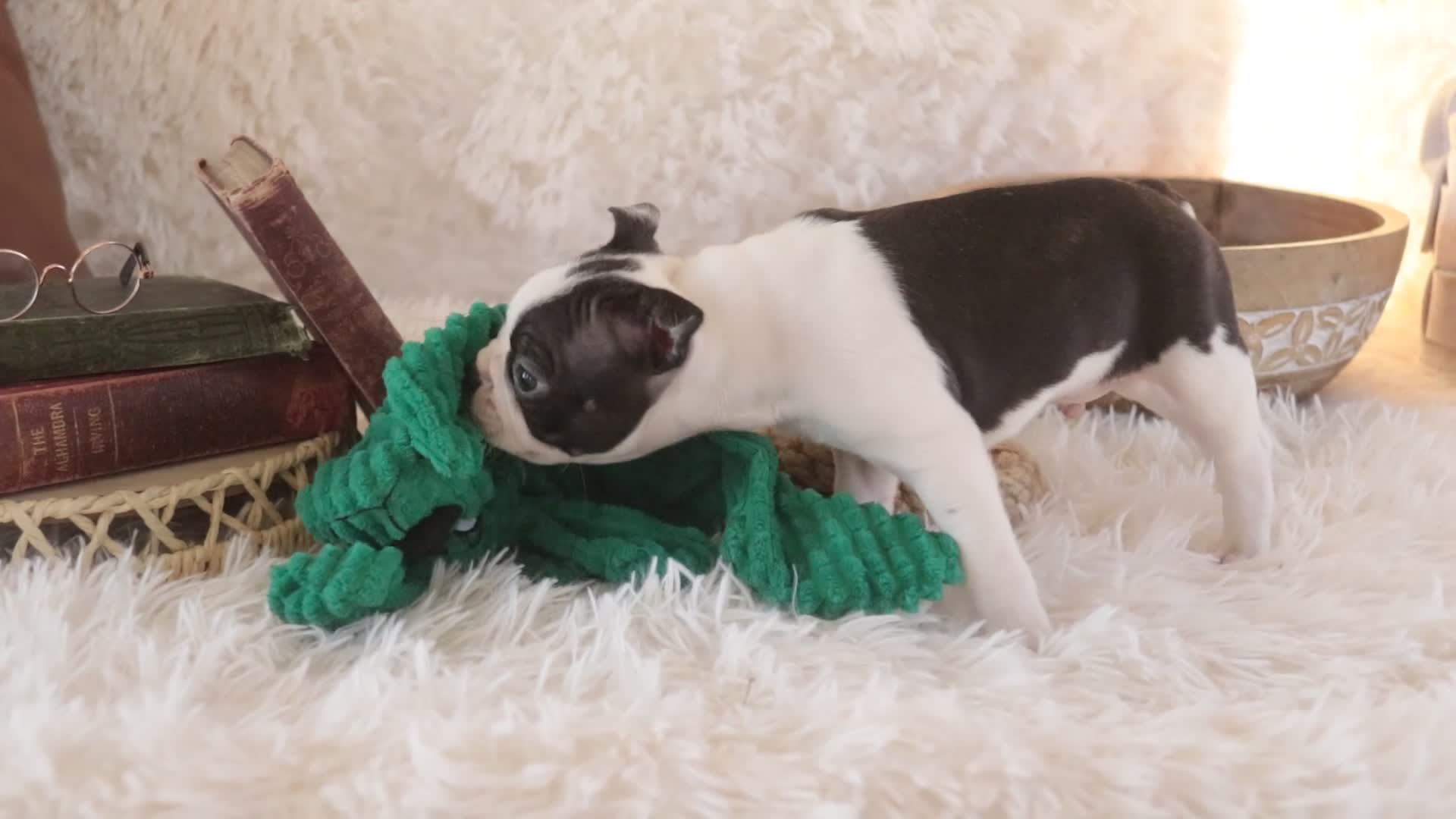 Boston Terrier dogs for sale: Crew - Video 1
