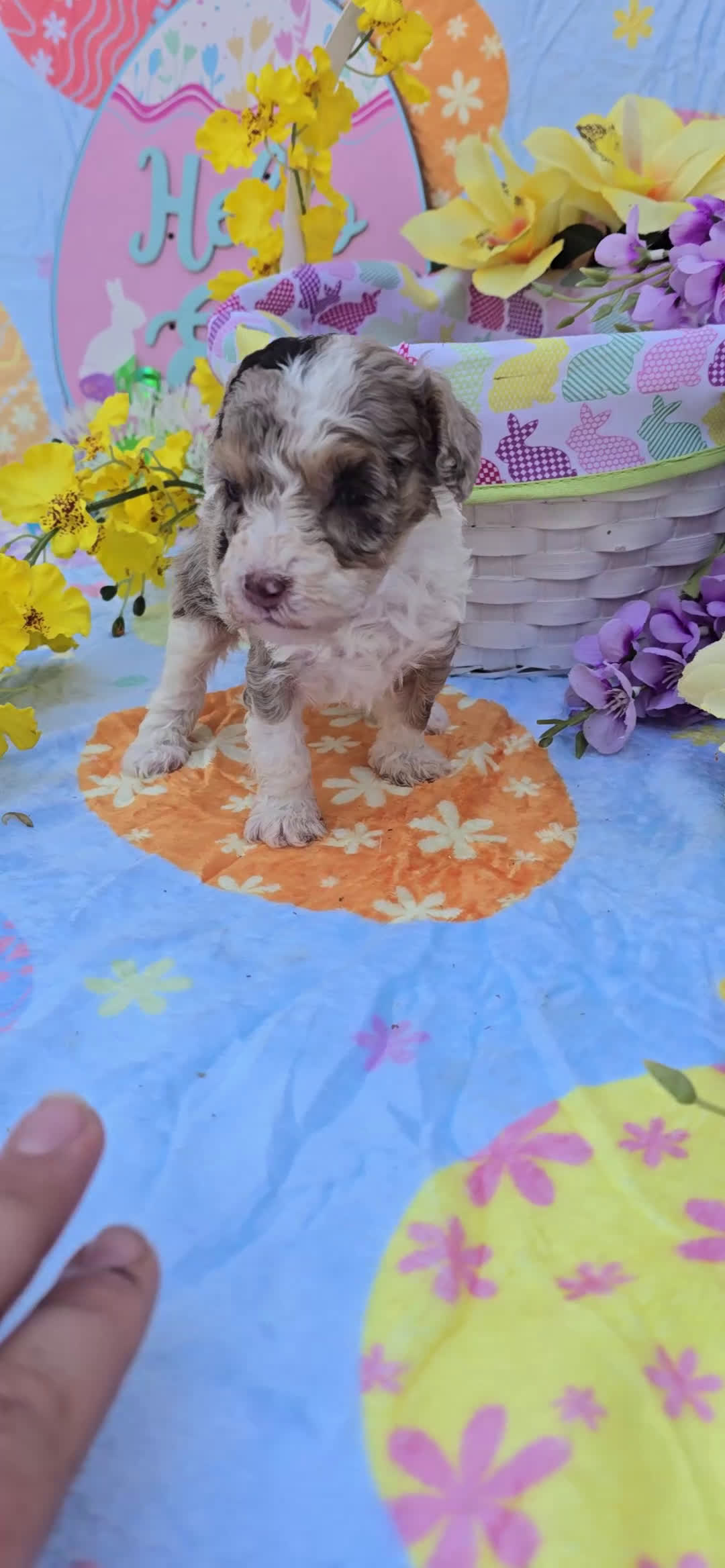 Maltipoo dogs for sale: Kiton - Video 1